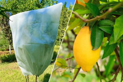 Protection des citronnier l'hiver