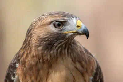 Qu'est ce qu'un rapace ?