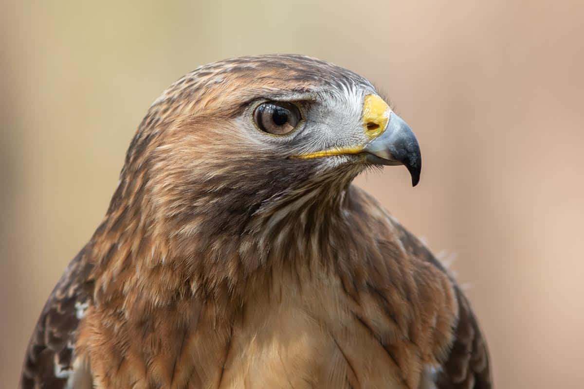 Qu'est ce qu'un rapace ?
