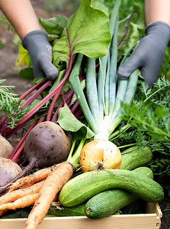 La récolte des légumes au jardin potager