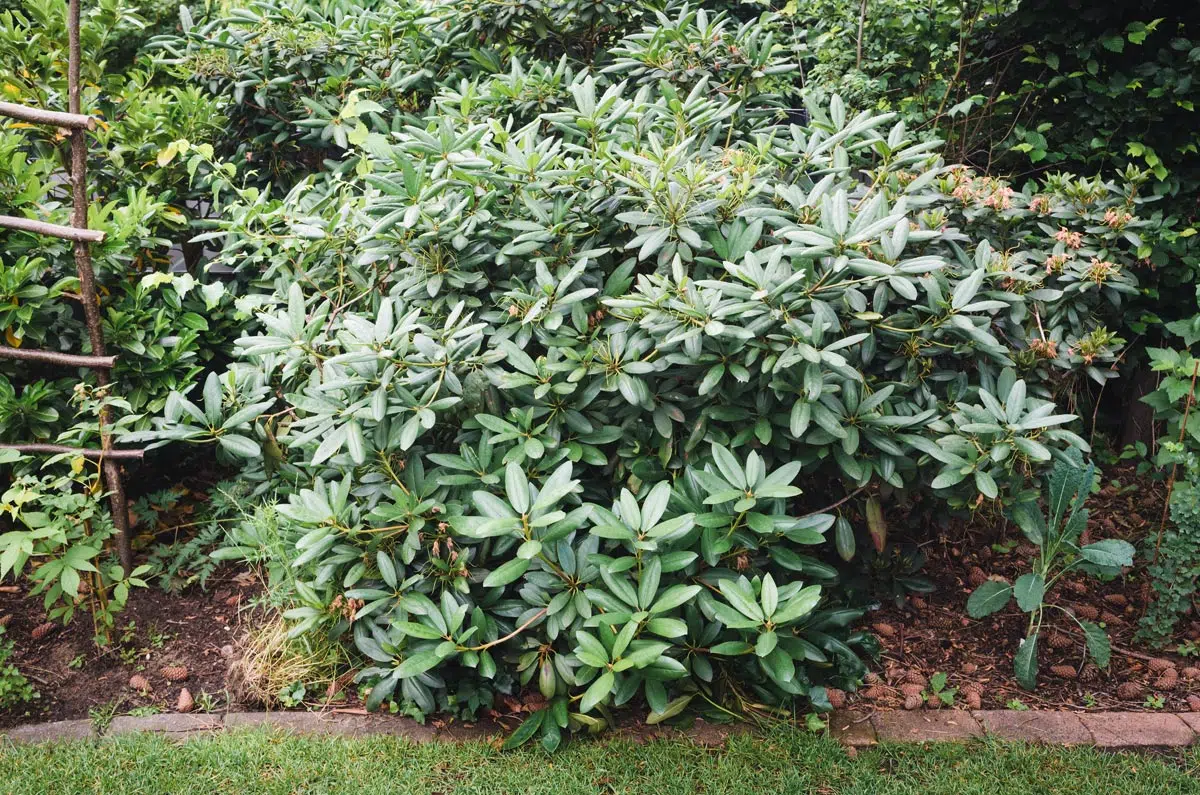 Rhododendron