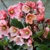 Hellebore : rose de Noël