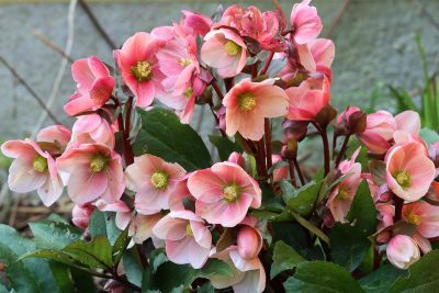Hellebore : rose de Noël