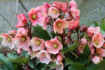 Hellebore : rose de Noël