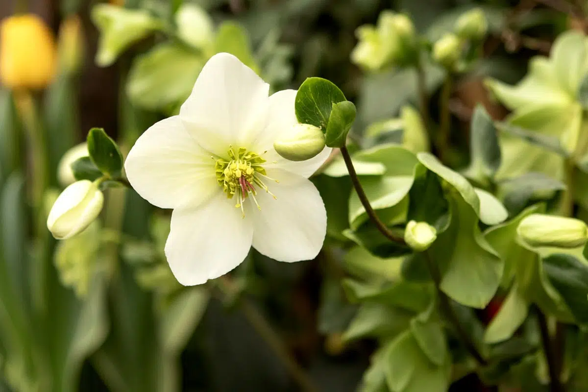 Cultiver les Hellebore