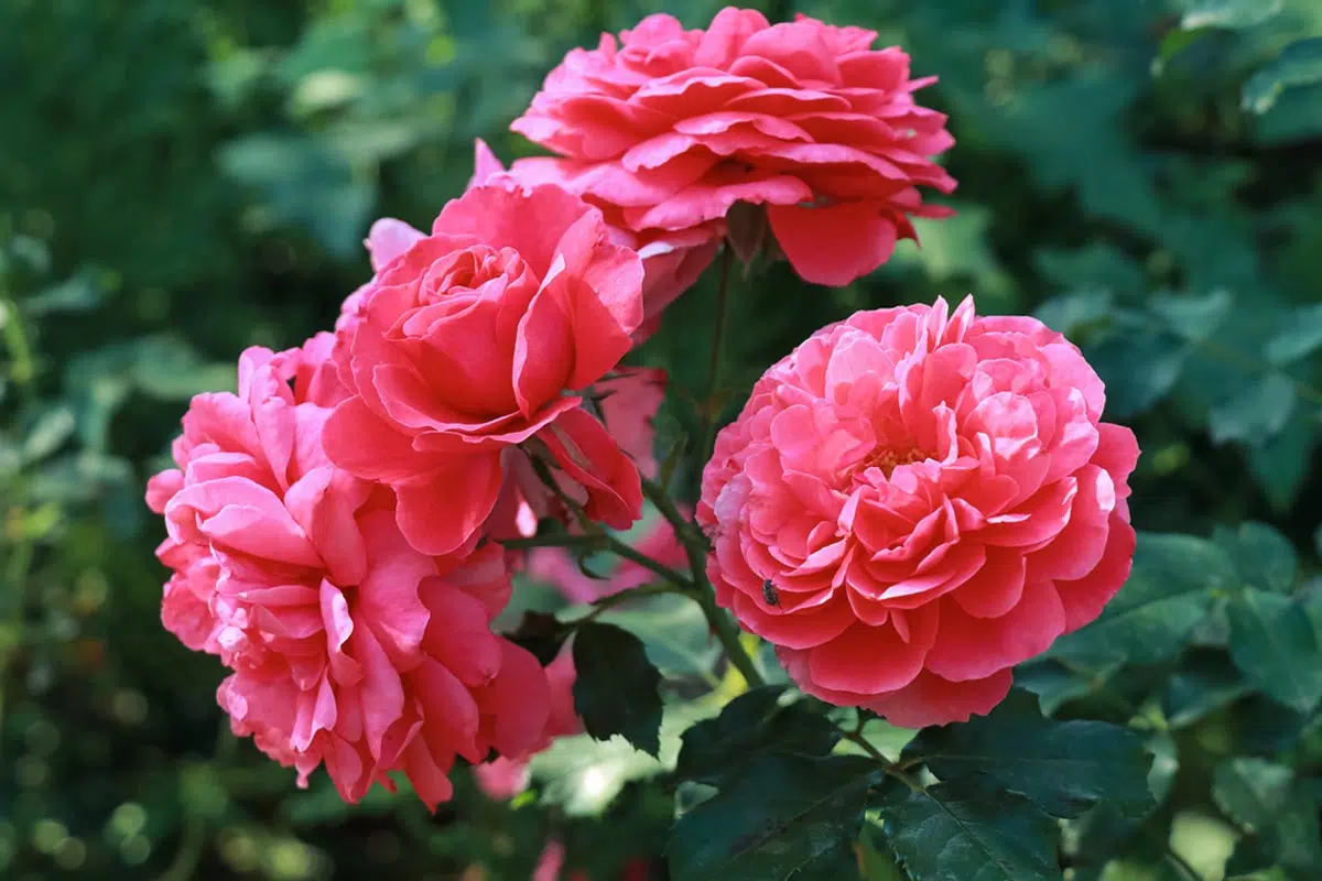Rosier buisson à grandes fleurs roses