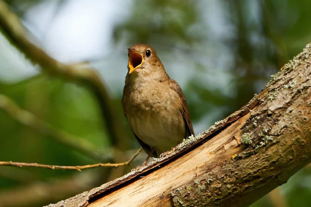 Pourquoi les oiseaux chantentils à 5h du matin