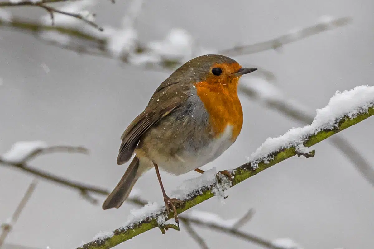 Quand nourrir les rouges-gorges?