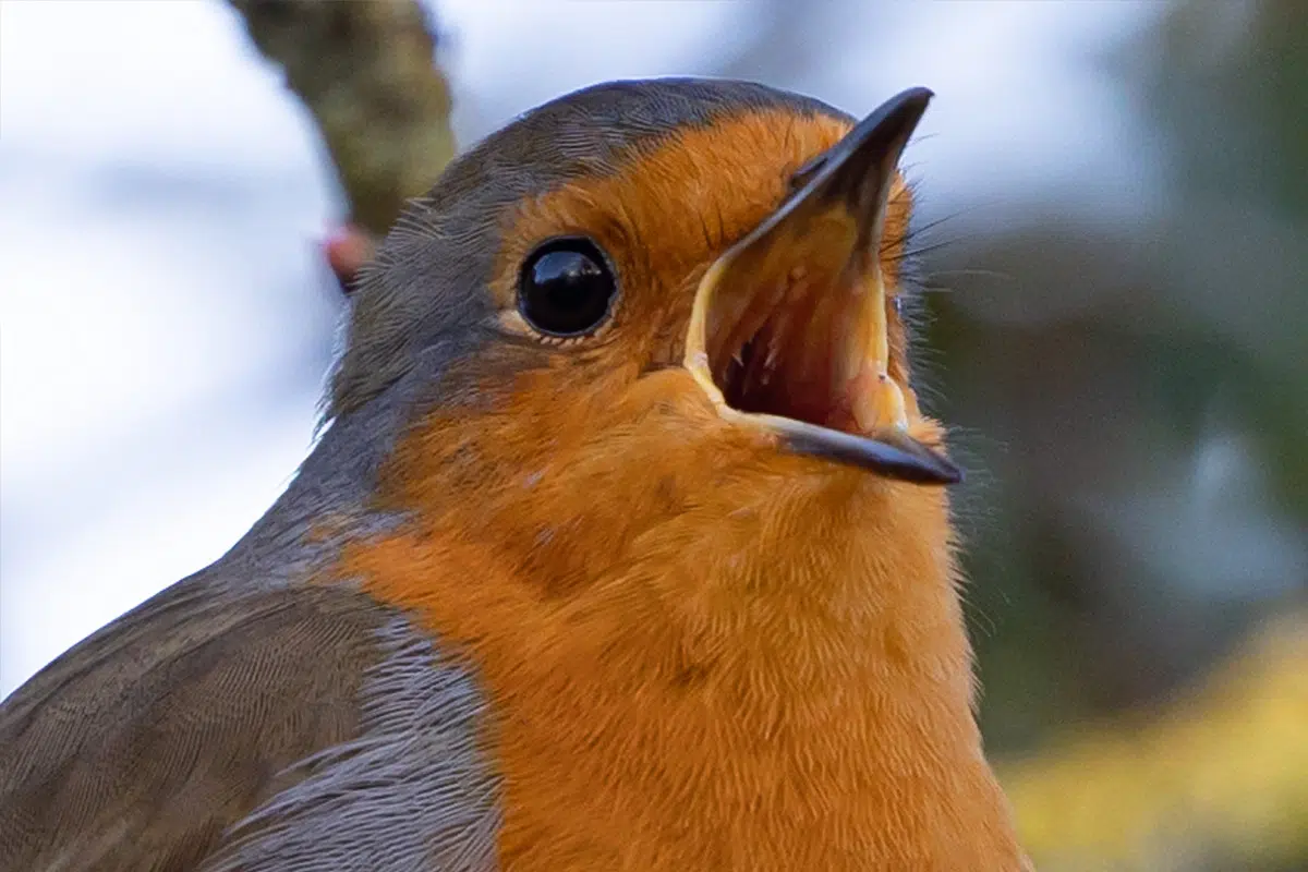 Le chant du rouge-gorge