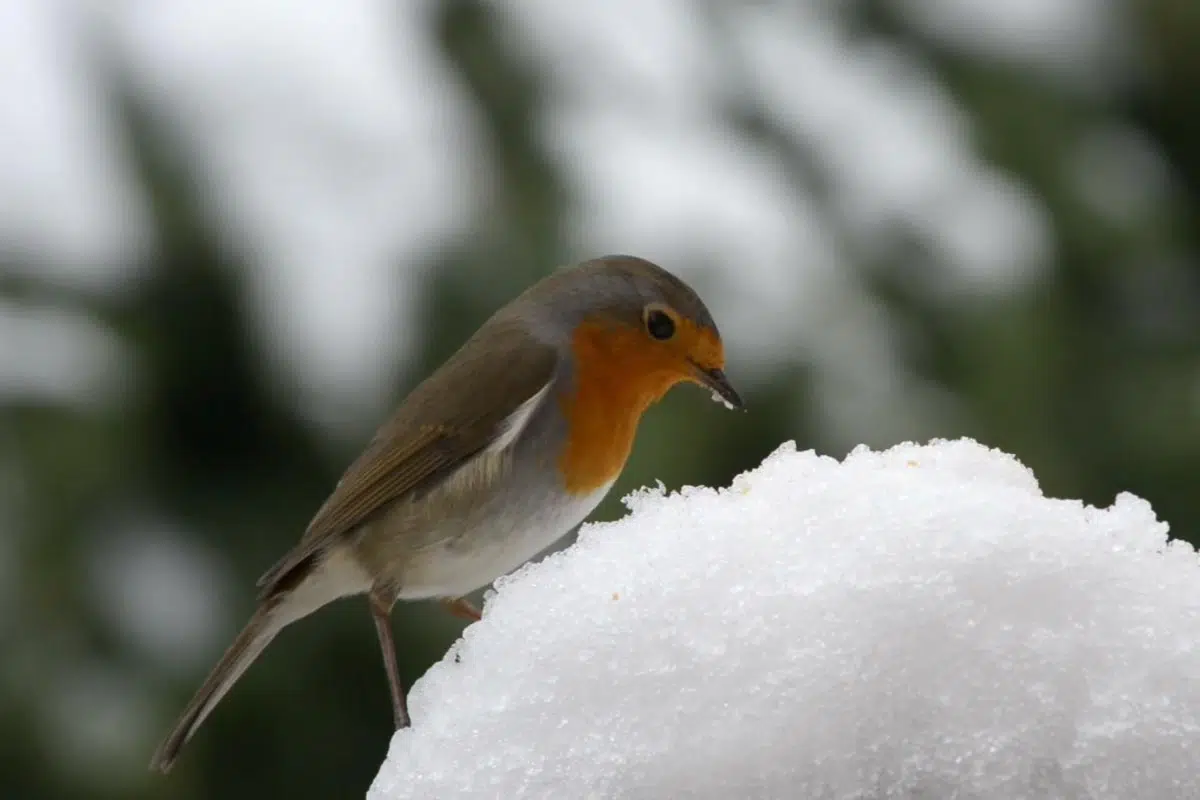 Quelle est la nourriture préférée du rouge-gorge en hiver ?