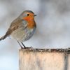 Nourrir le rouge-gorge l'hiver
