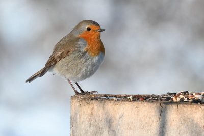 Nourrir le rouge-gorge l'hiver