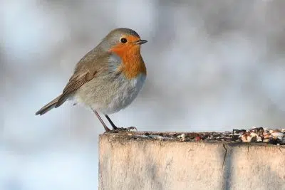 Nourrir le rouge-gorge l'hiver