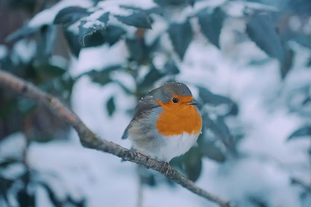 Quelle est la nourriture préférée du rouge-gorge en hiver ?