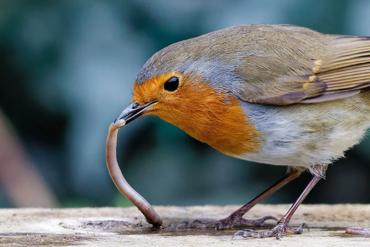 Rouge-gorge se délectant d'un ver dans le jardin