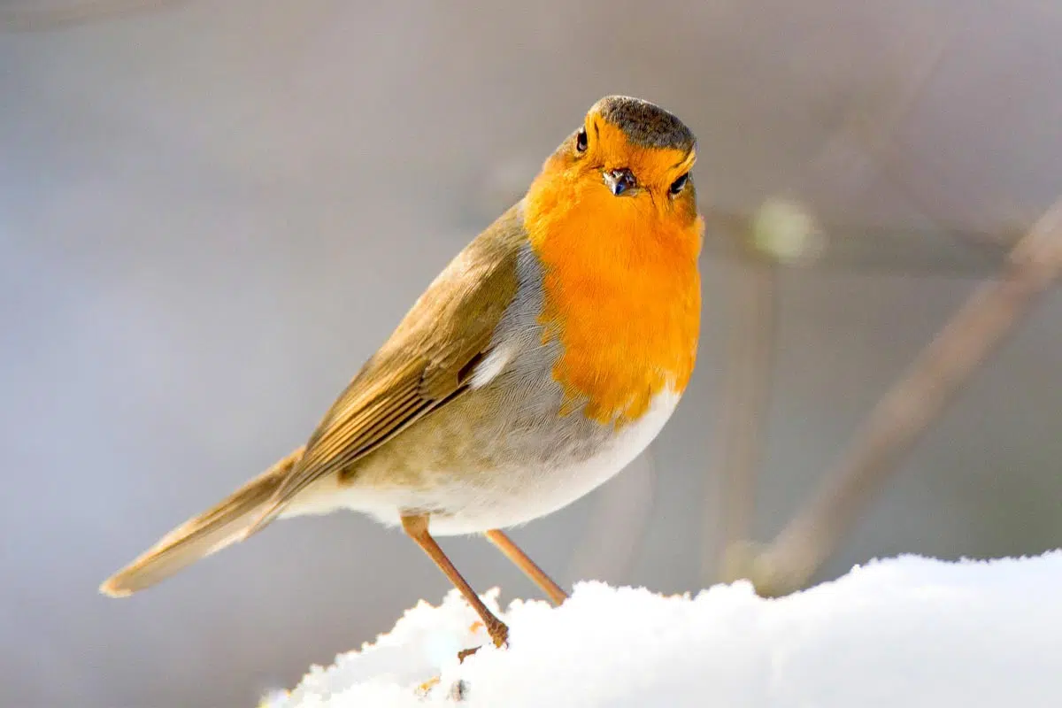 Quelle est la nourriture préférée du rouge-gorge en hiver ?