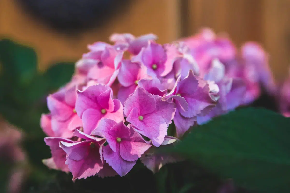 La Saintpaulia séduit par ses fleurs délicates et ses feuilles veloutées, en faisant une plante d'intérieur appréciée.