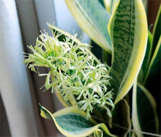 Dans de bonnes conditions de culture, cette plante offre une floraison blanche qui peut être parfumée, ainsi que des bractées très ornementales.