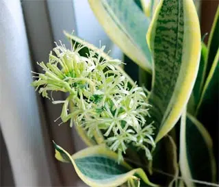 Dans de bonnes conditions de culture, cette plante offre une floraison blanche qui peut être parfumée, ainsi que des bractées très ornementales.