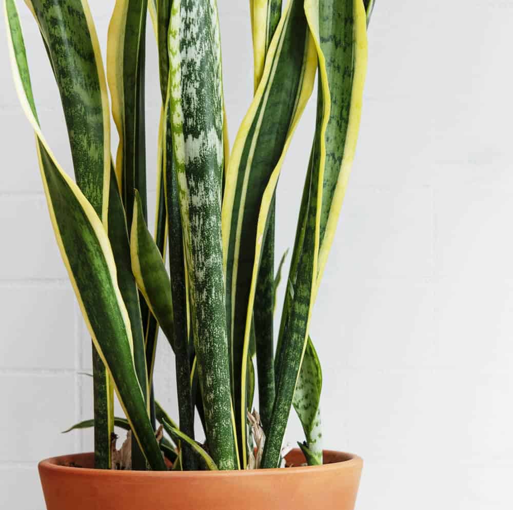 Le sanseveria, une succulente aux larges feuilles.
