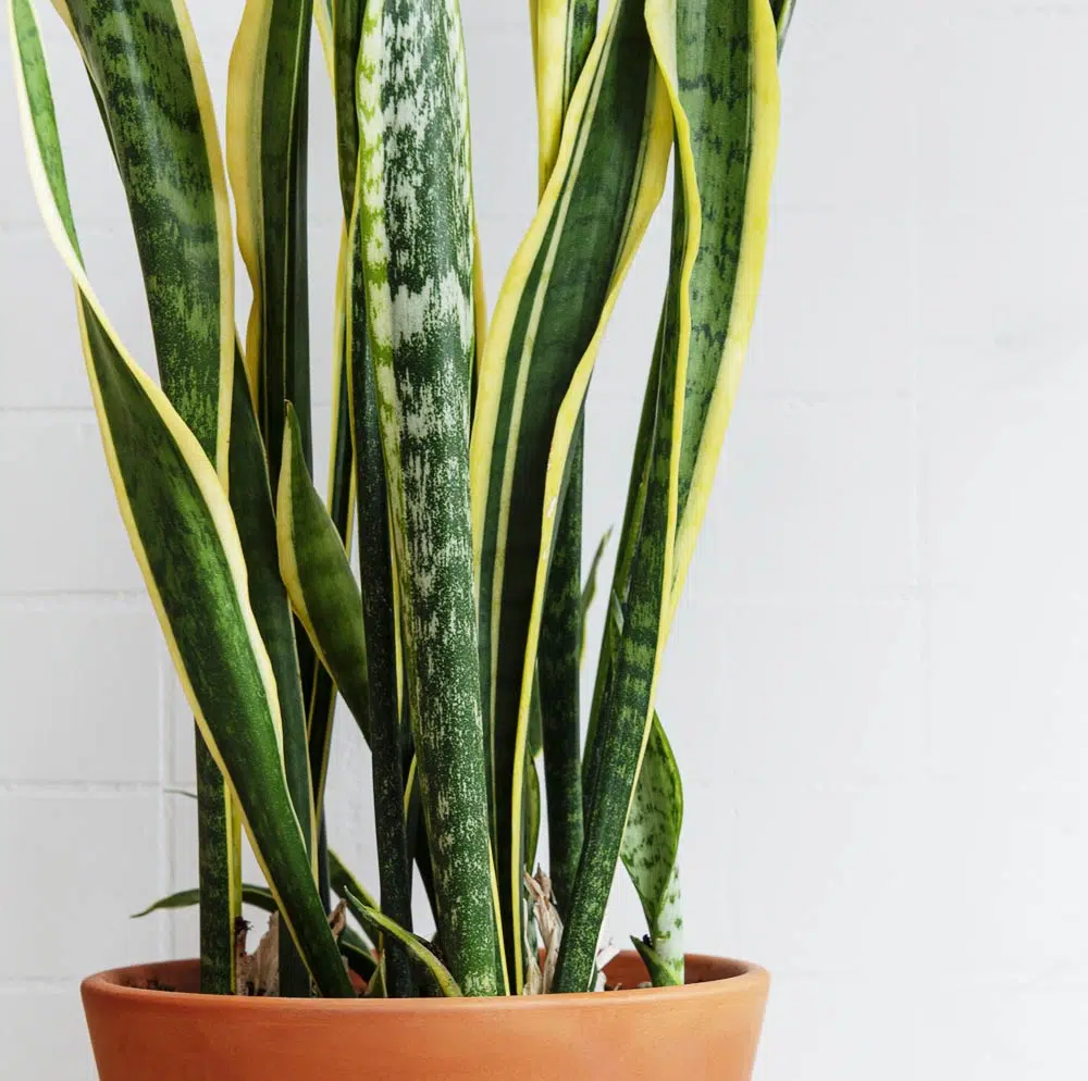 Le sanseveria, une succulente aux larges feuilles.