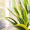 La sansevière, que l’on appelle aussi langue de belle-mère et plante-serpent