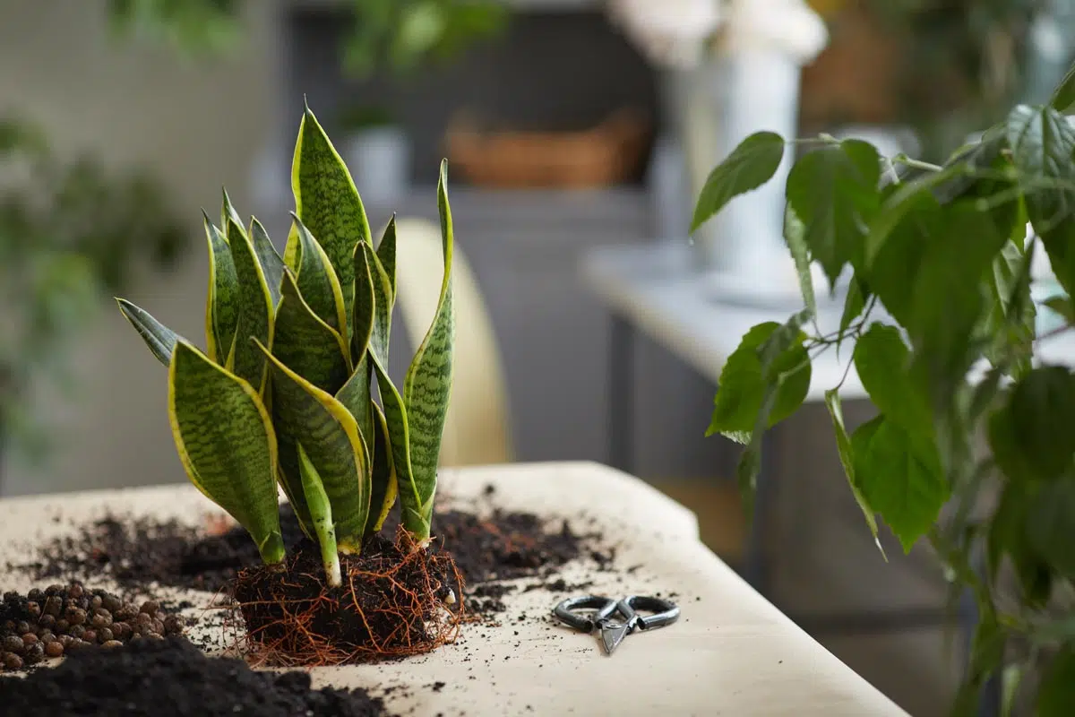 Sansevieria