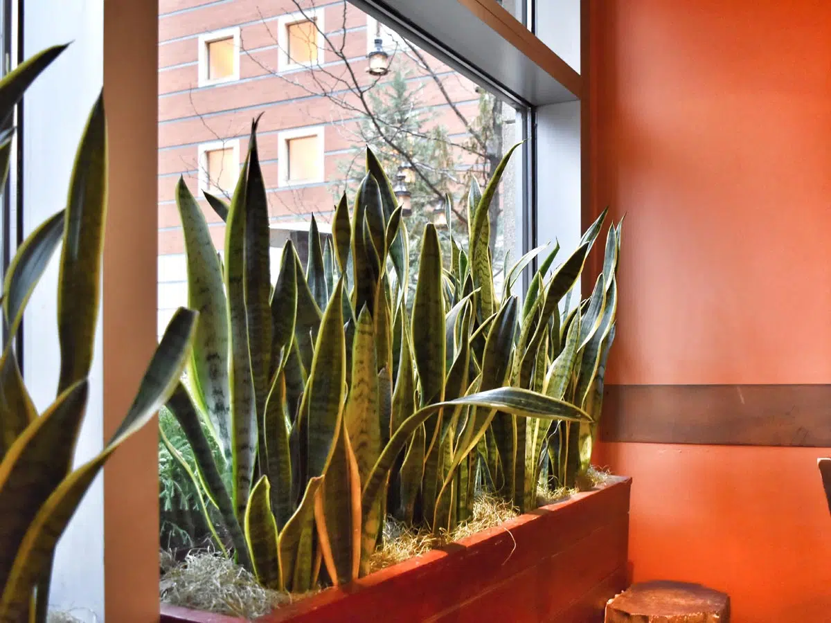 Quels sont les bienfaits de la plante Sansevieria ?
