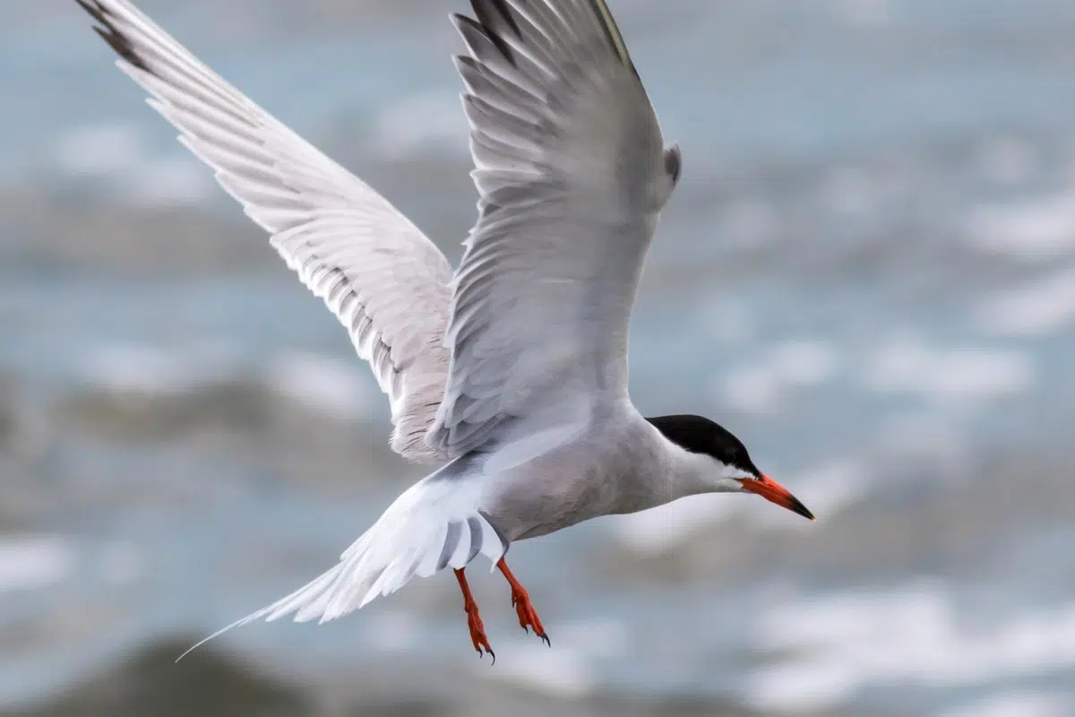 Sterne arctique, oiseau migrateur