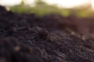 Comment préparer la terre du potager pour l’hiver ? 4 conseils