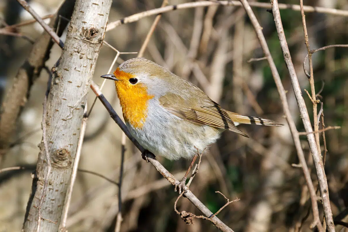 Jardin à la végétation dense pour attirer les rouges-gorges