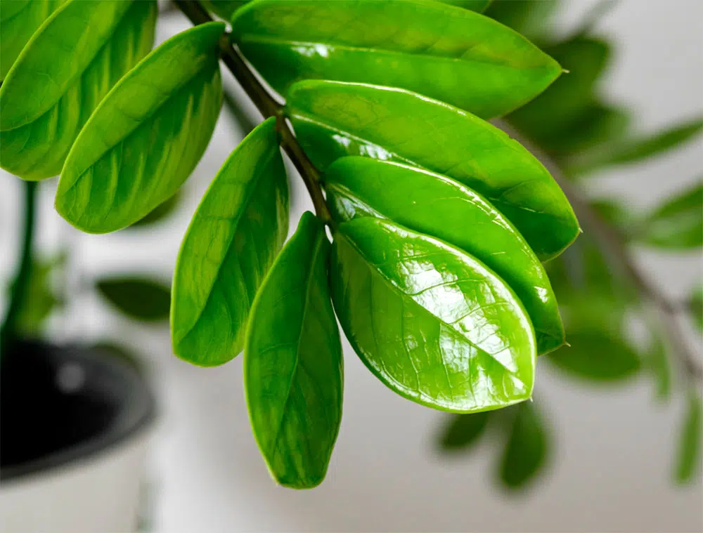 Le zamioculcas est facile d'entretien.