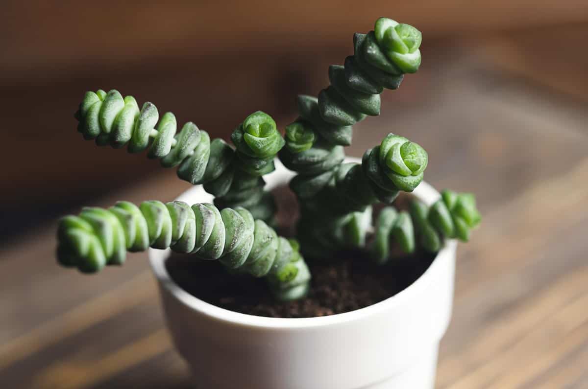 Crassula marneriana - plante succulente