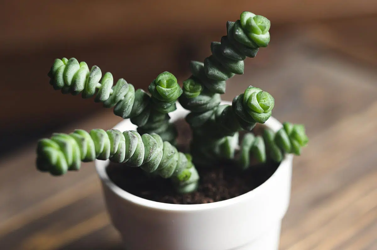 Crassula marneriana - plante succulente