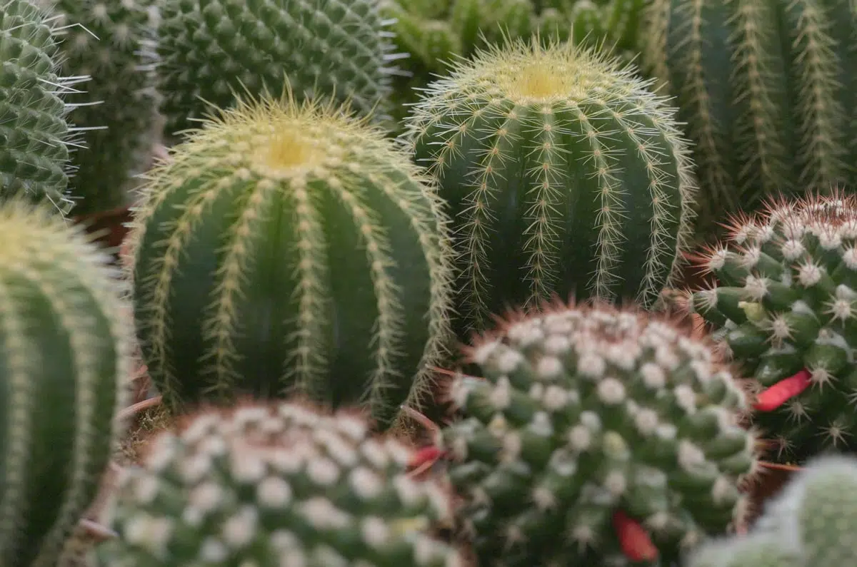 Cactus - plante succulente