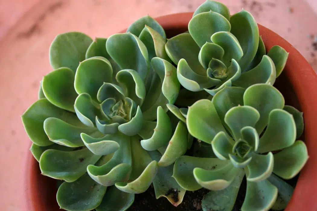 echeverias - plante succulente
