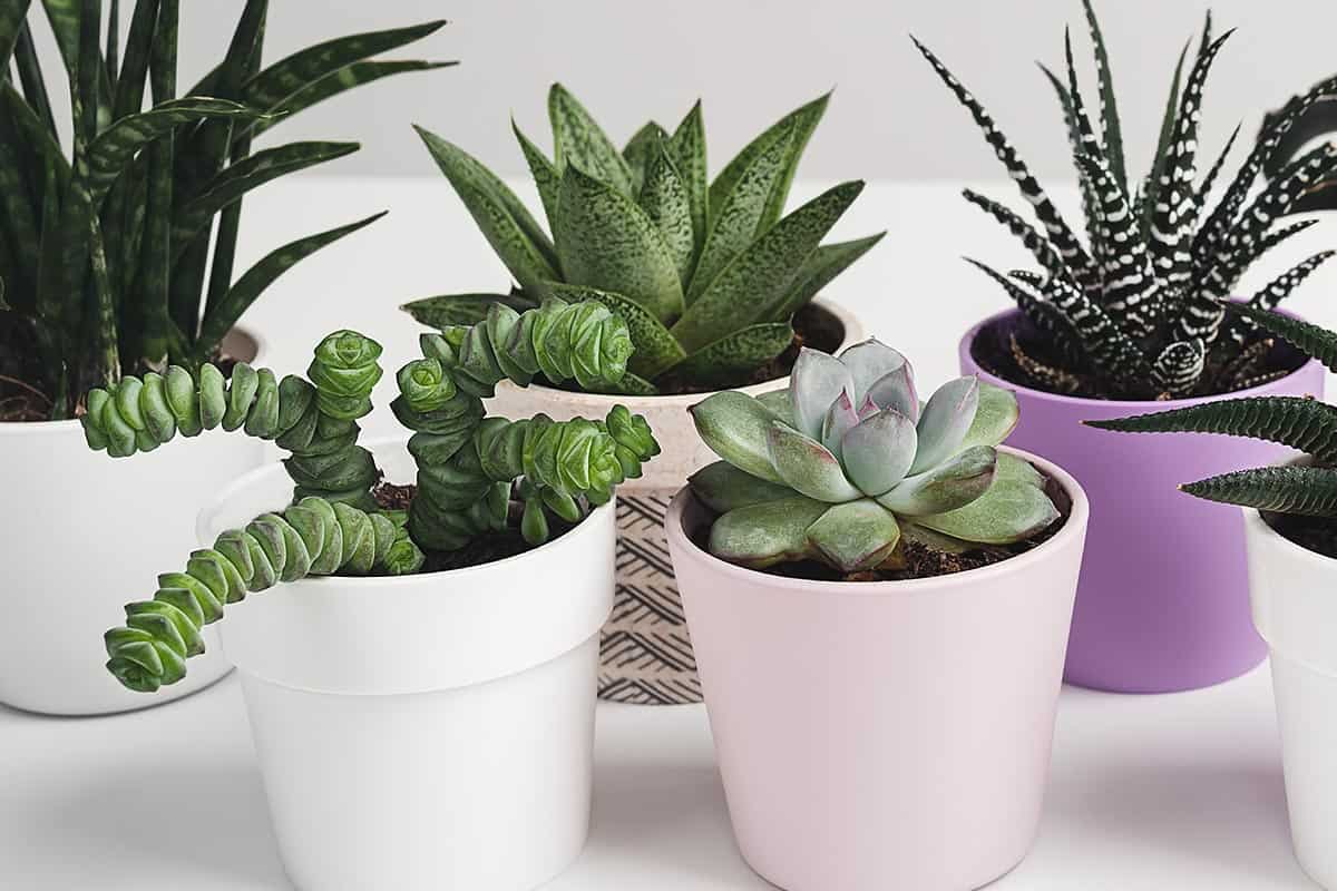 Plantes succulentes