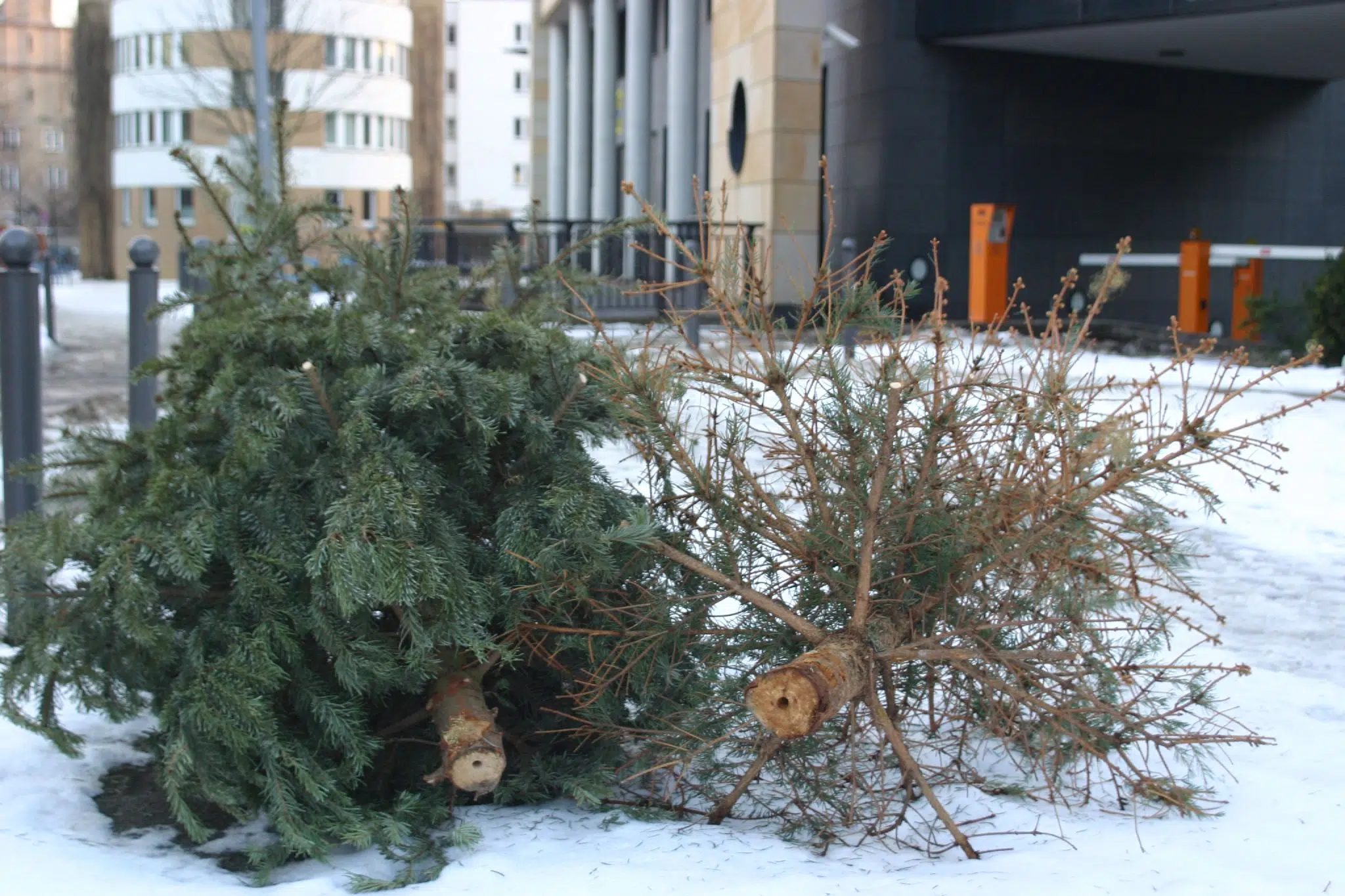 Ne laissez pas vos sapins morts dans la rue.