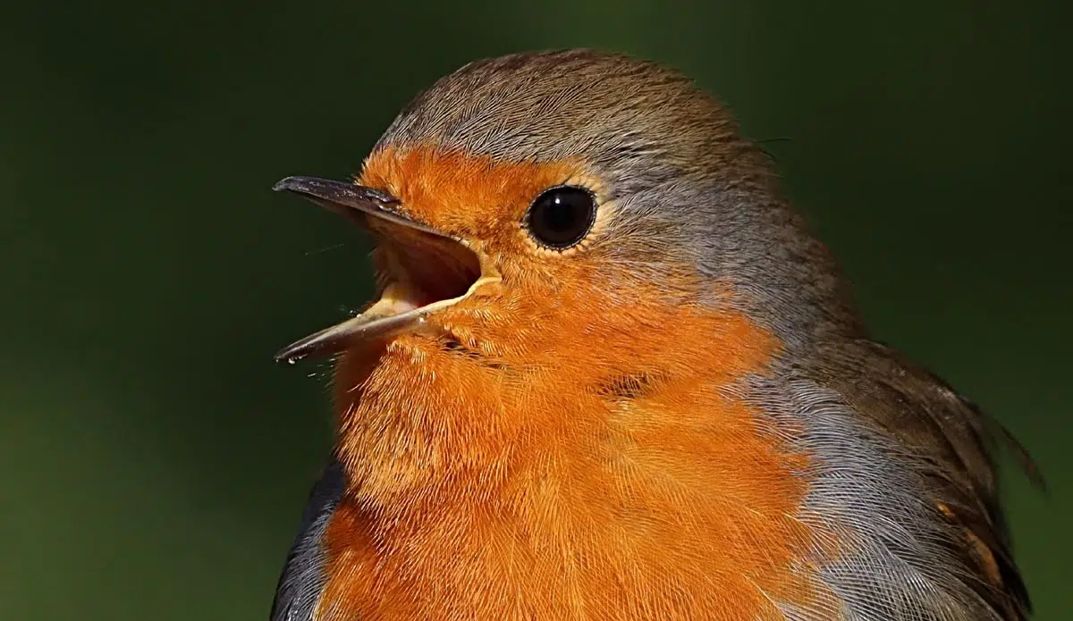 Erithacus rubecula