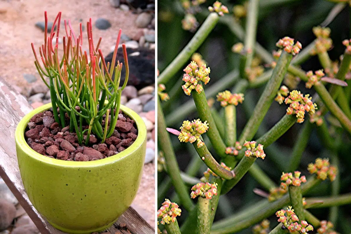 Euphorbia tirucalli
