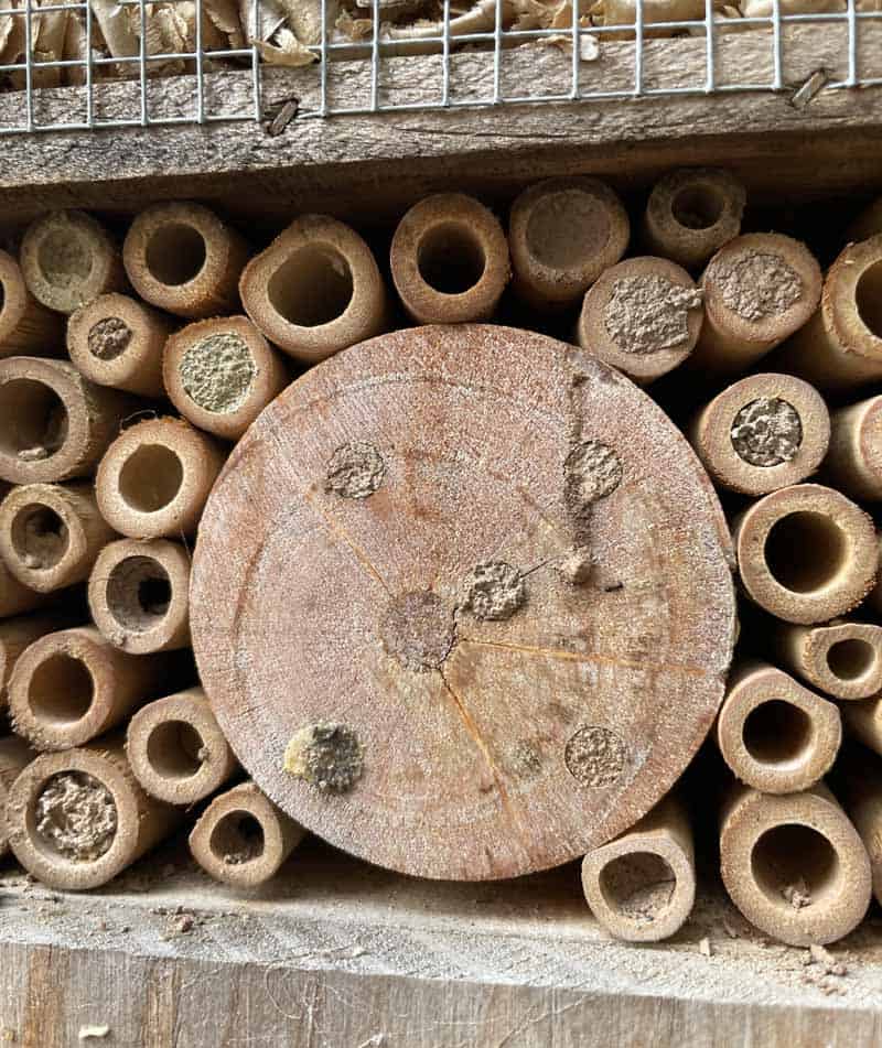 La partie pour les abeilles de mon hôtel à insectes.