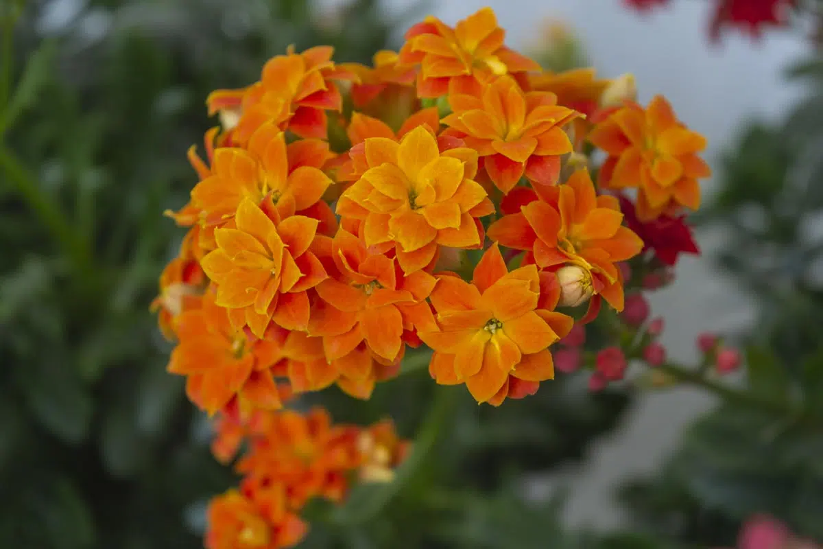 Kalanchoe Blossfeldiana