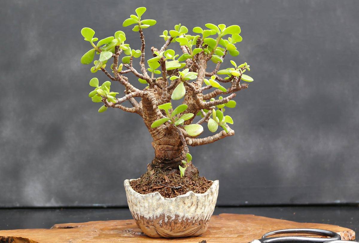 Portulacaria bonsaï