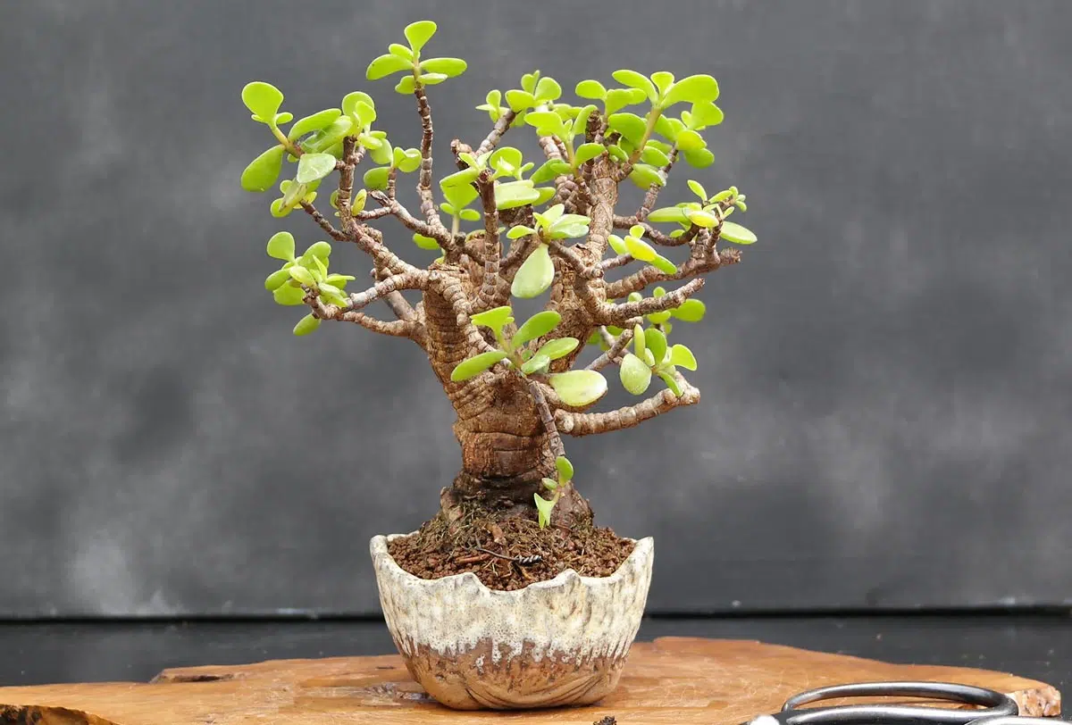 Portulacaria bonsaï