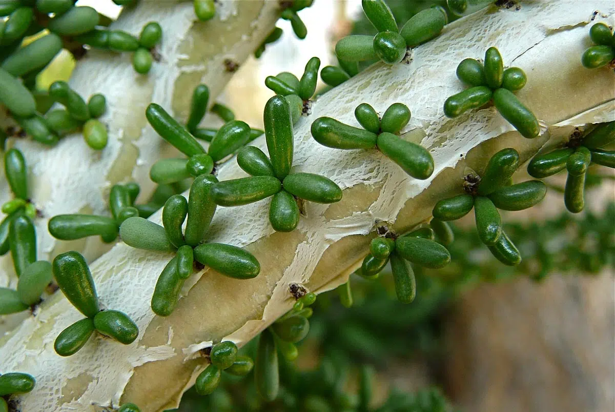 Portulacaria