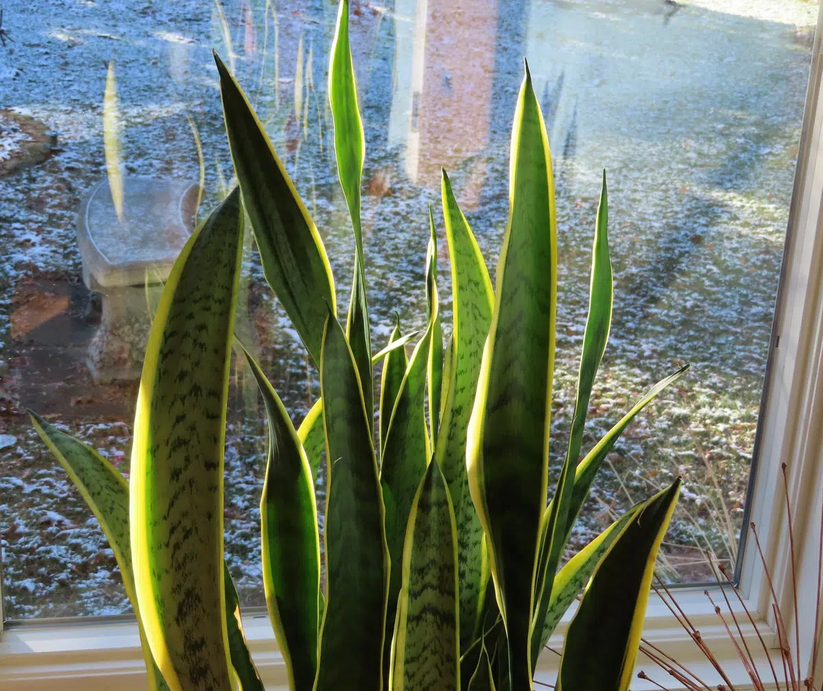 Sanseveria