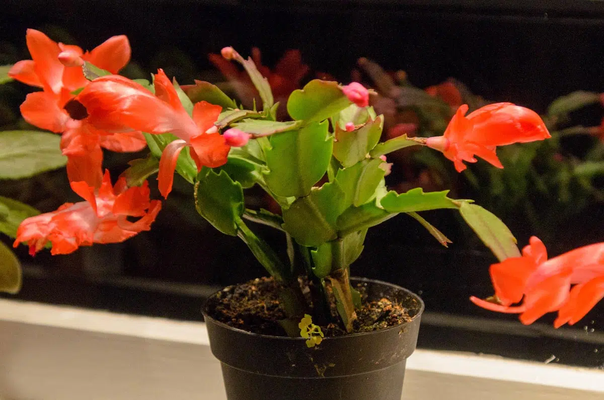 Schlumbergera - plante succulente