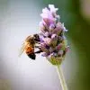 Que deviennent les abeilles en hiver et comment les aider ?