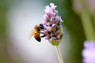 Que deviennent les abeilles en hiver et comment les aider ?
