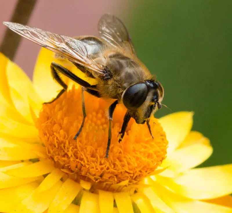 Une abeille récoltant du pollen.